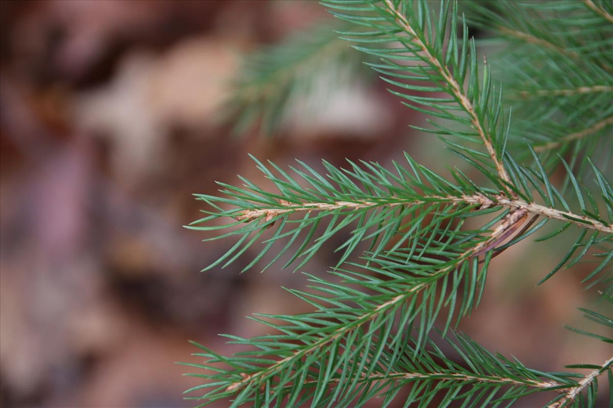 Picea abies (door Stef van Walsum)