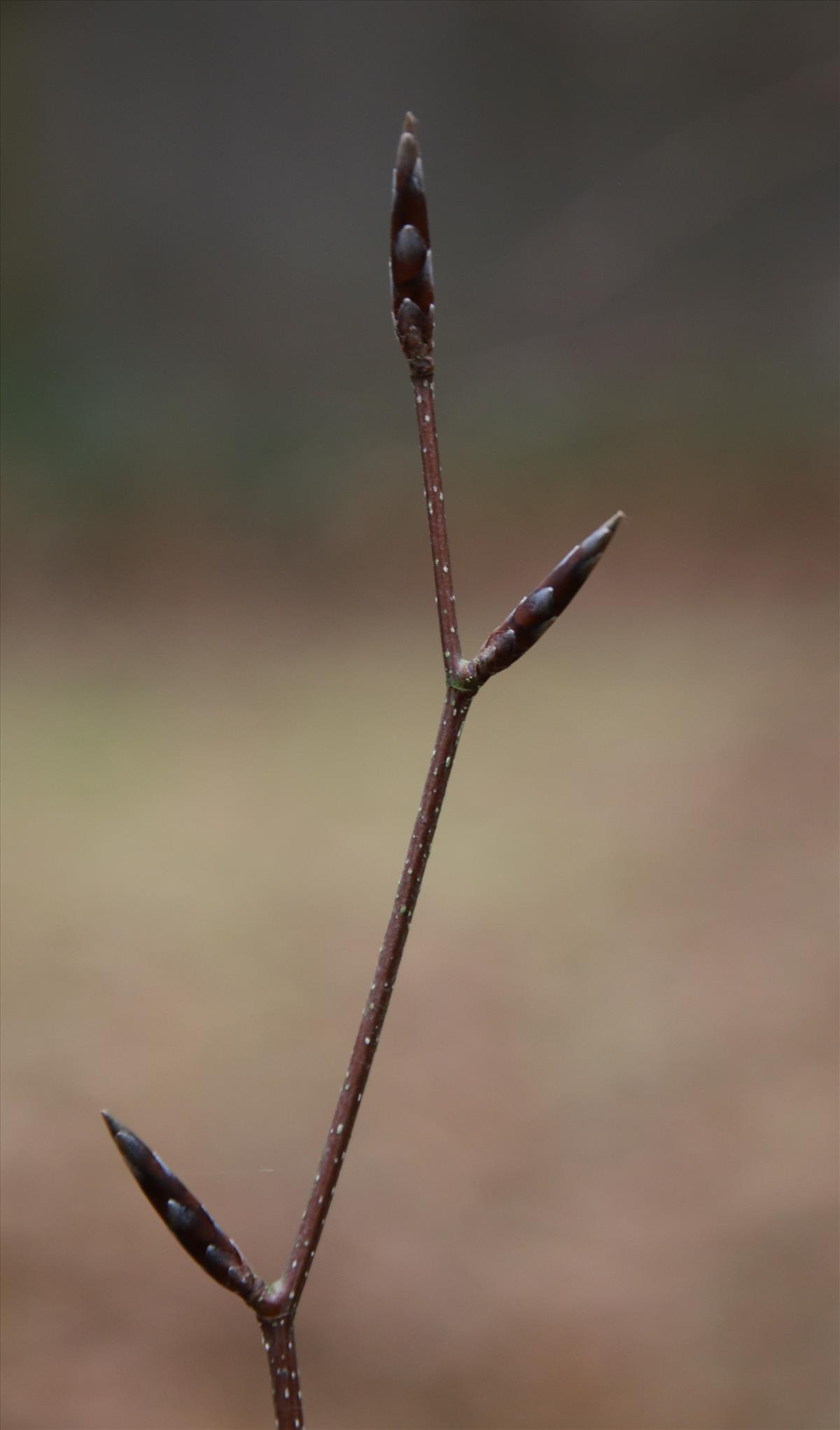 Fagus sylvatica (door Stef van Walsum)