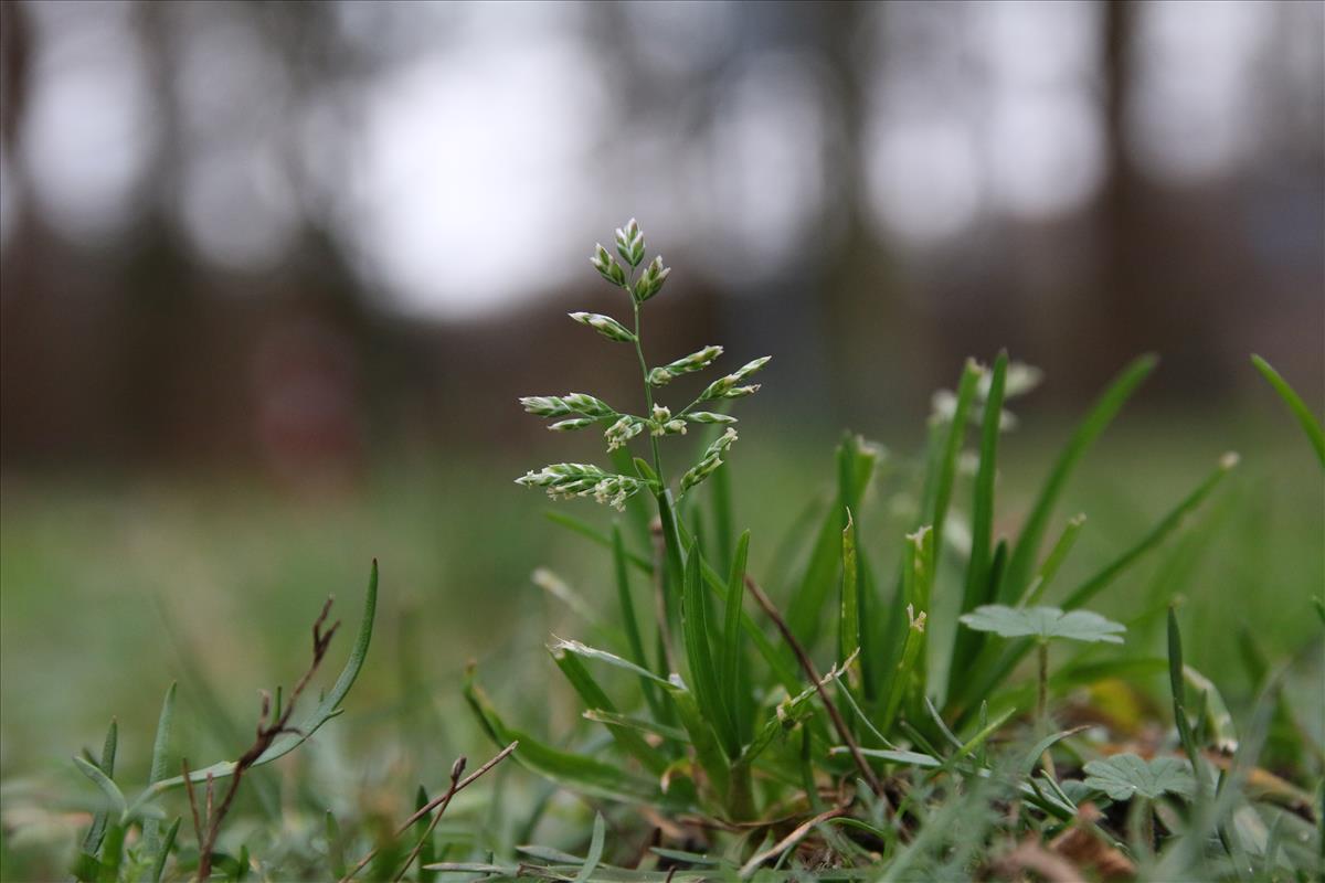 Poa annua (door Stef van Walsum)