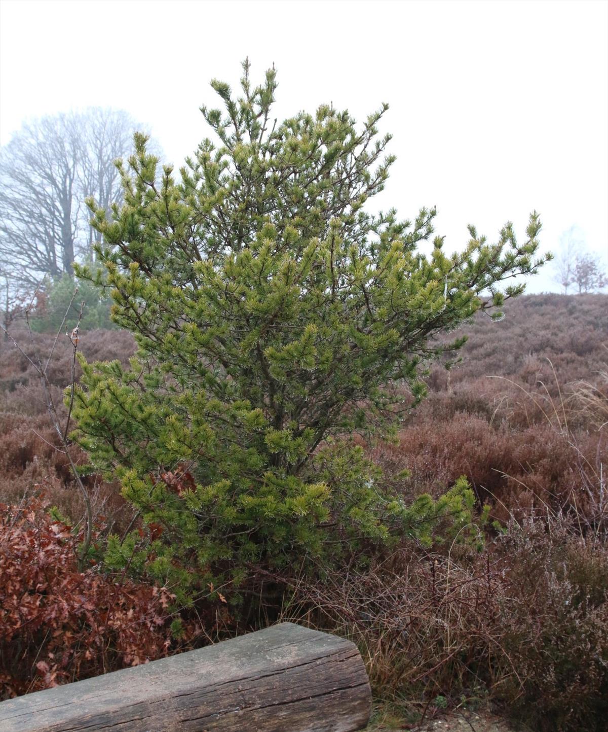 Pinus banksiana (door Stef van Walsum)