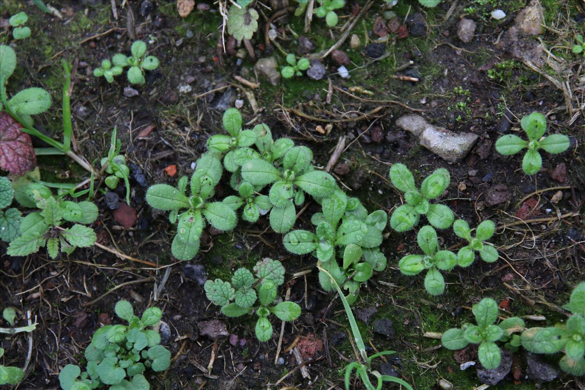 Cerastium glomeratum (door Stef van Walsum)