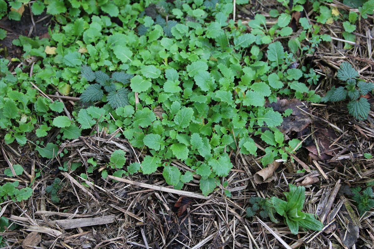 Brassica rapa (door Stef van Walsum)