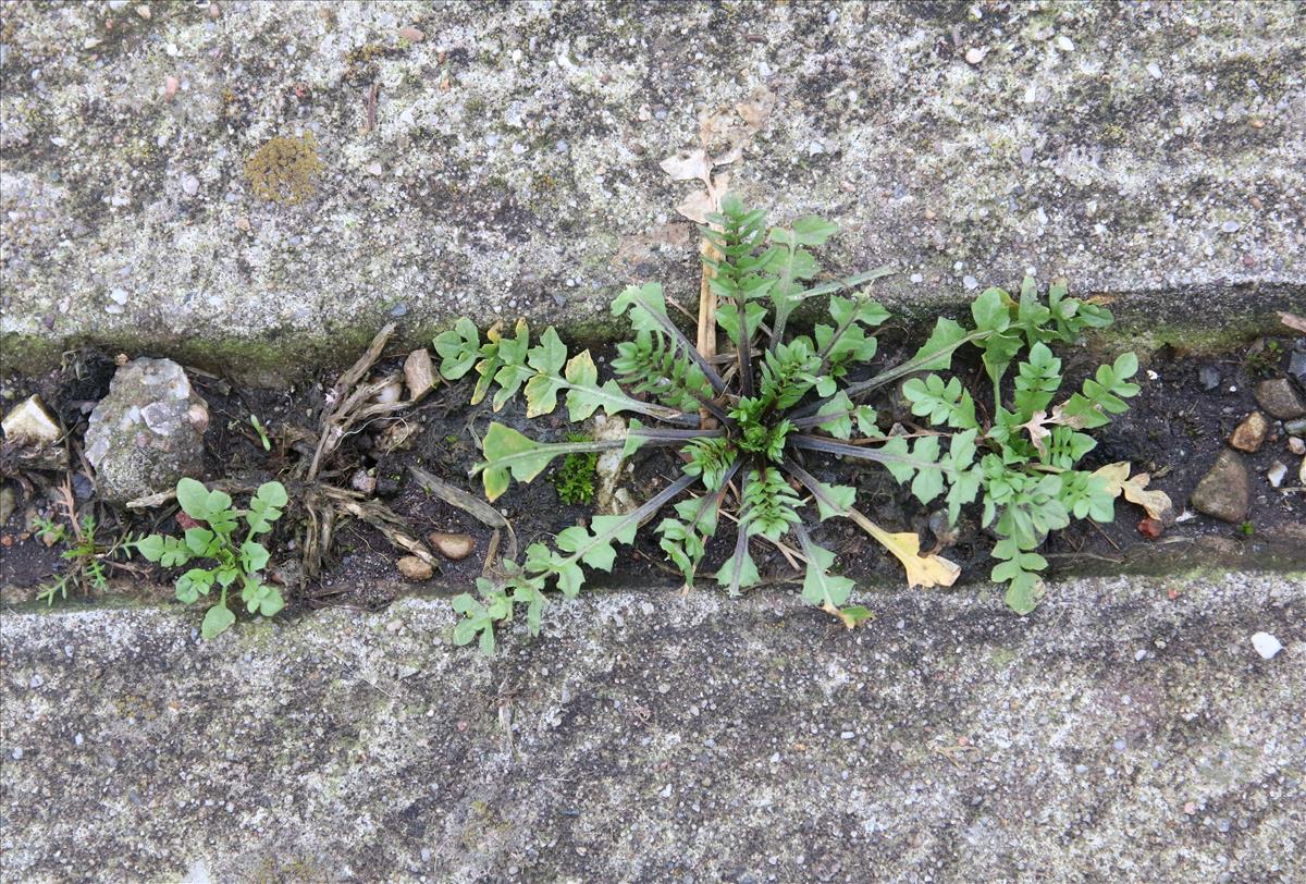 Capsella bursa-pastoris (door Stef van Walsum)