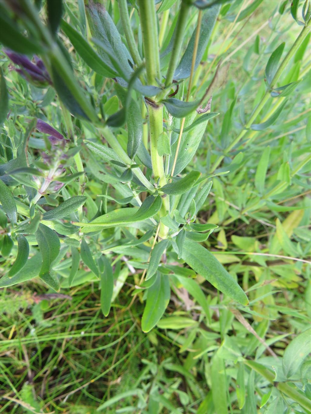 Hyssopus officinalis (door Gertjan van Noord)