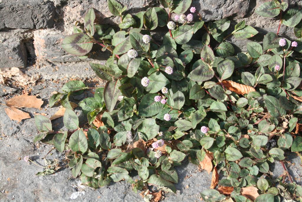 Persicaria capitata (door Gertjan van Mill)