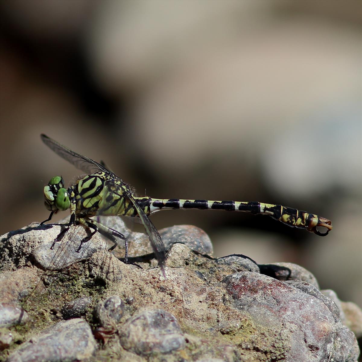 Onychogomphus forcipatus (door Niek Schrier)