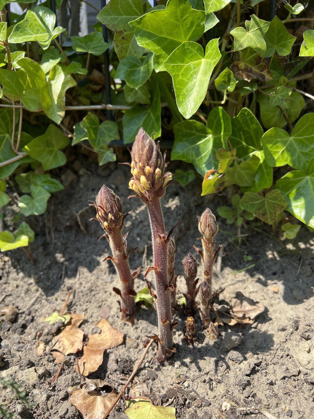 Orobanche hederae (door faba84)