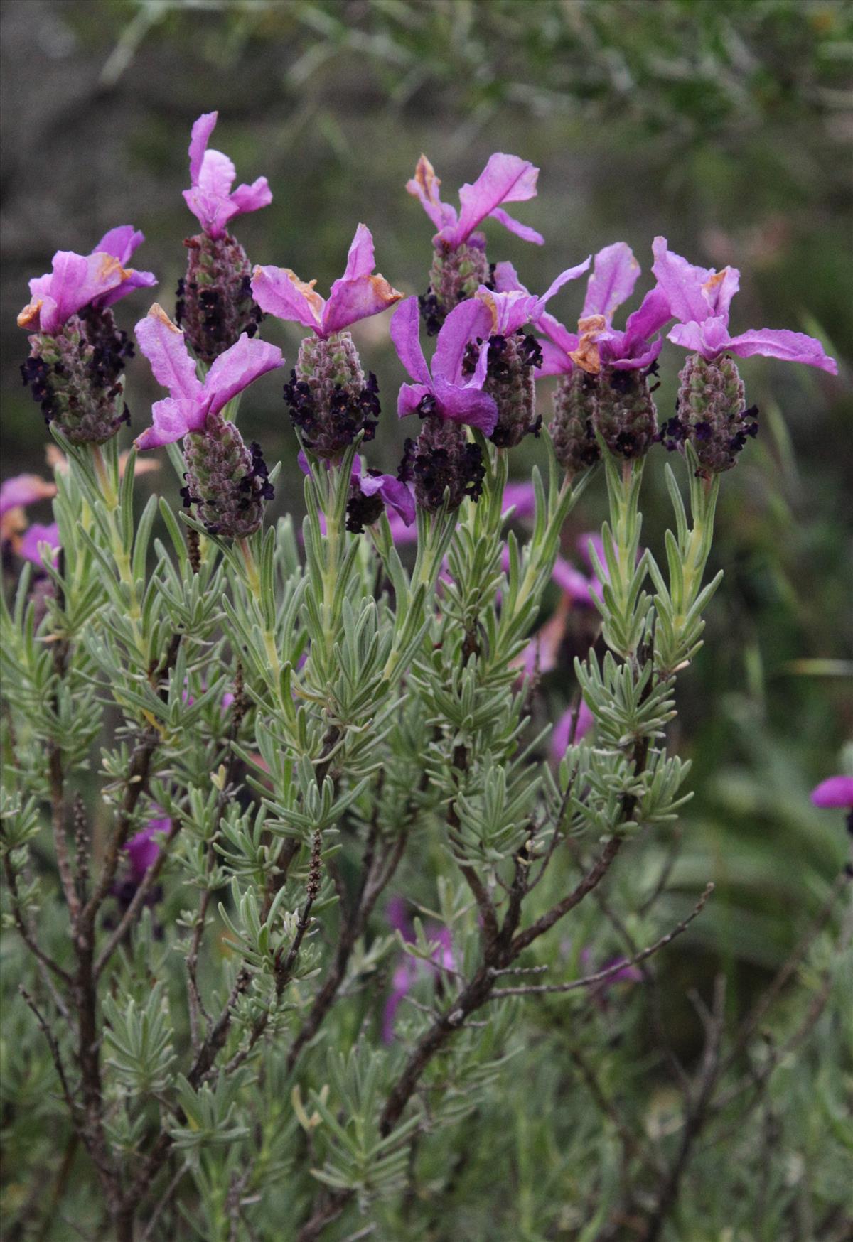 Lavandula stoechas (door Jelle Hofstra)