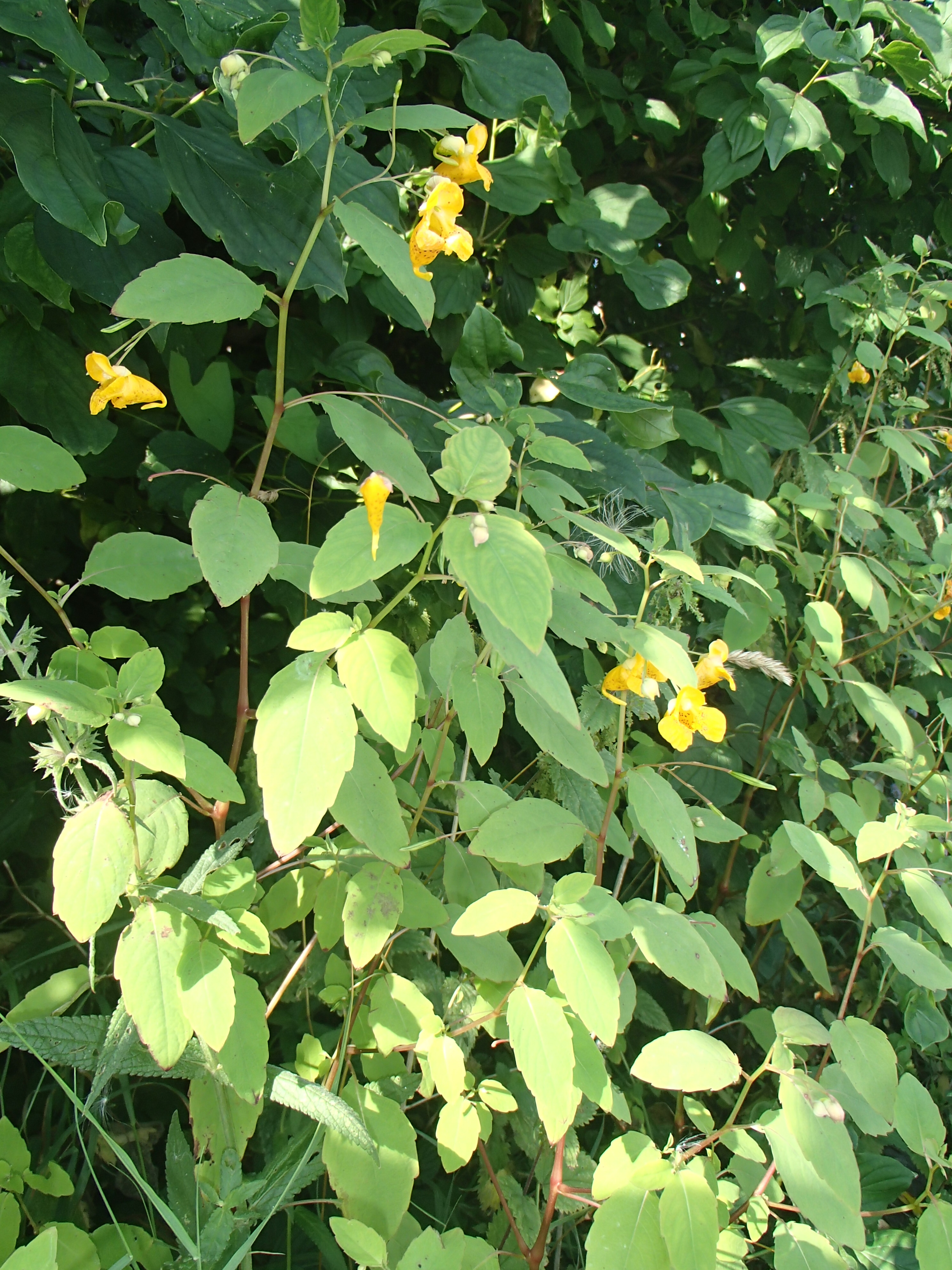 Impatiens noli-tangere (door Harry Holsteijn)