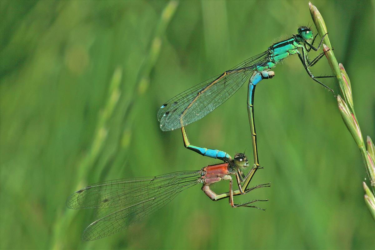 Ischnura elegans (door Jan Kersten)