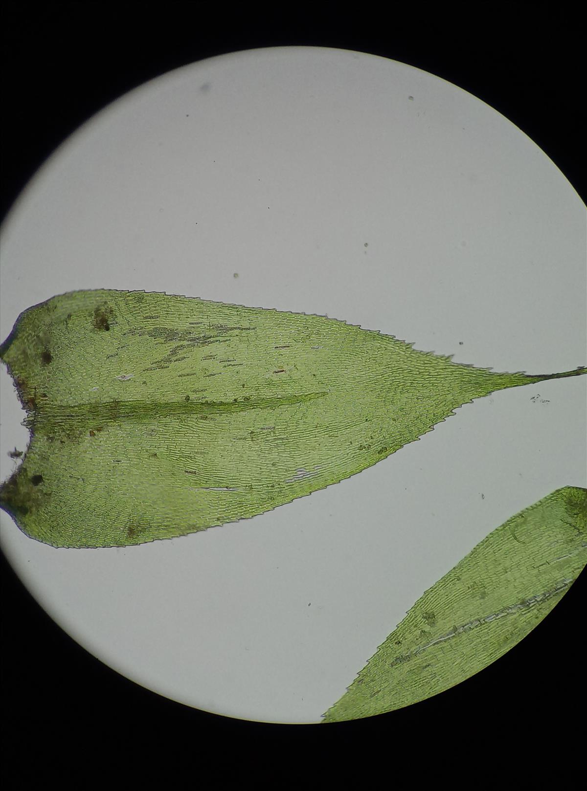 Isothecium myosuroides (door Rens van der Knoop)