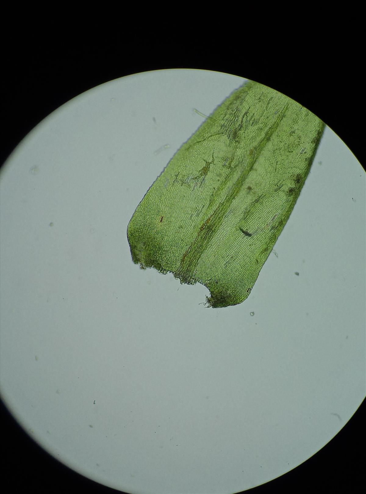 Isothecium myosuroides (door Rens van der Knoop)