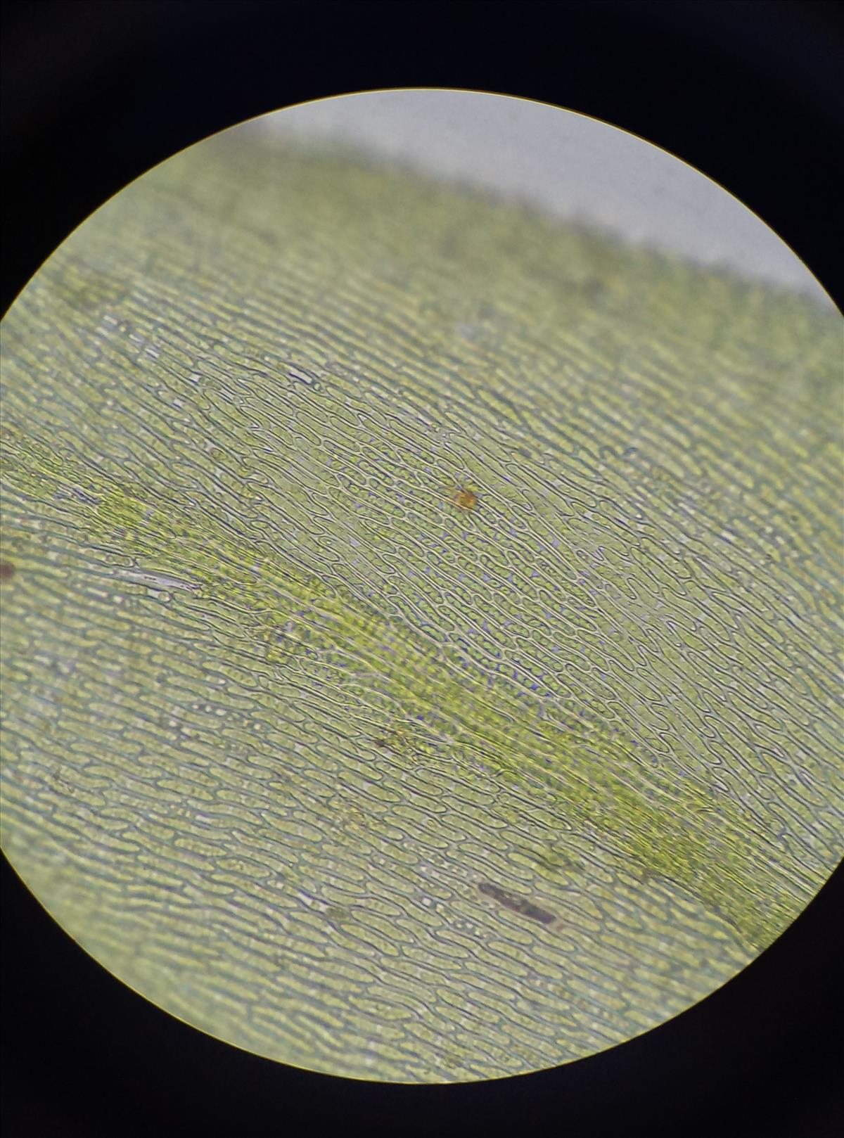 Isothecium myosuroides (door Rens van der Knoop)