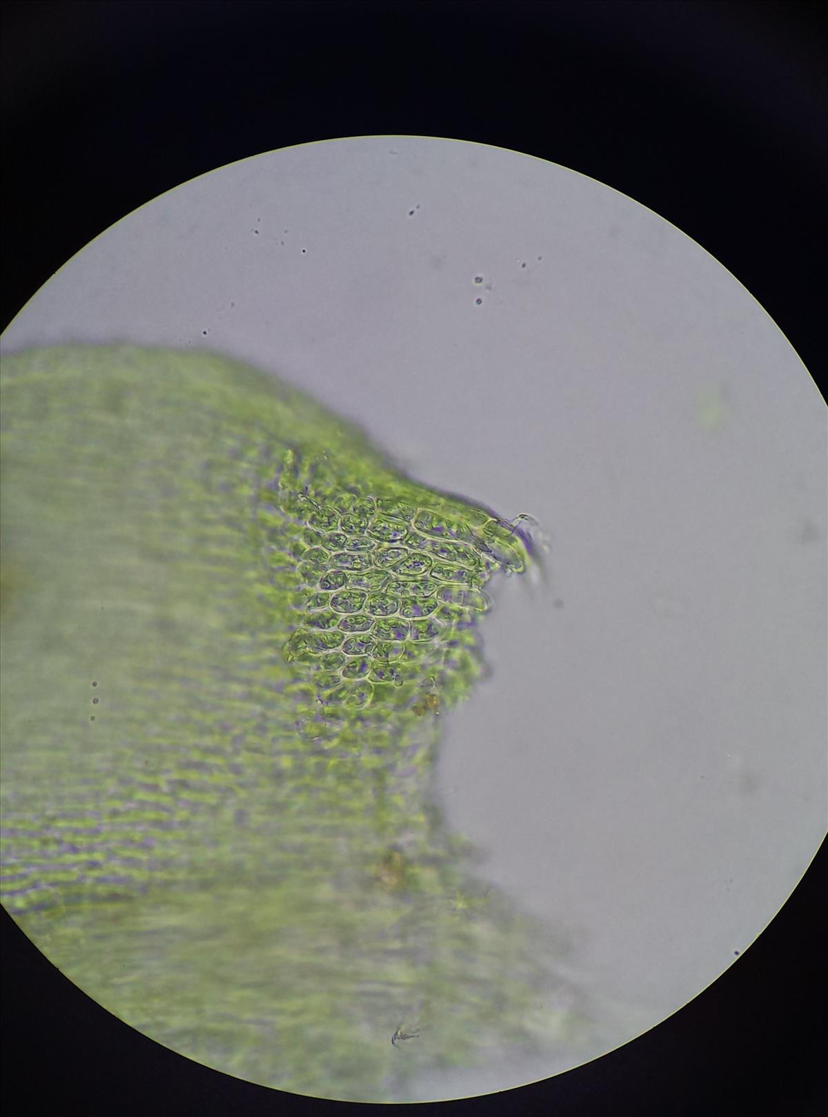 Isothecium myosuroides (door Rens van der Knoop)