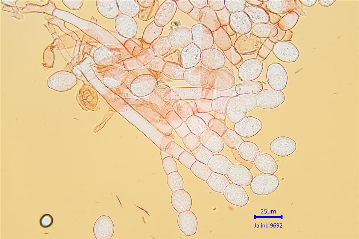 Golovinomyces cynoglossi (door Leo Jalink)