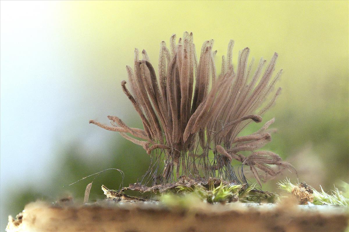 Stemonitis flavogenita (door Jan Plaisier)