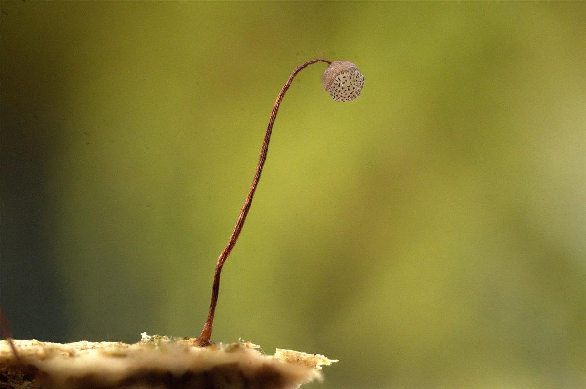 Cribraria languescens (door Jan Plaisier)