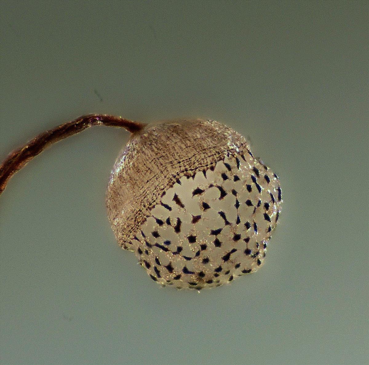 Cribraria languescens (door Jan Plaisier)