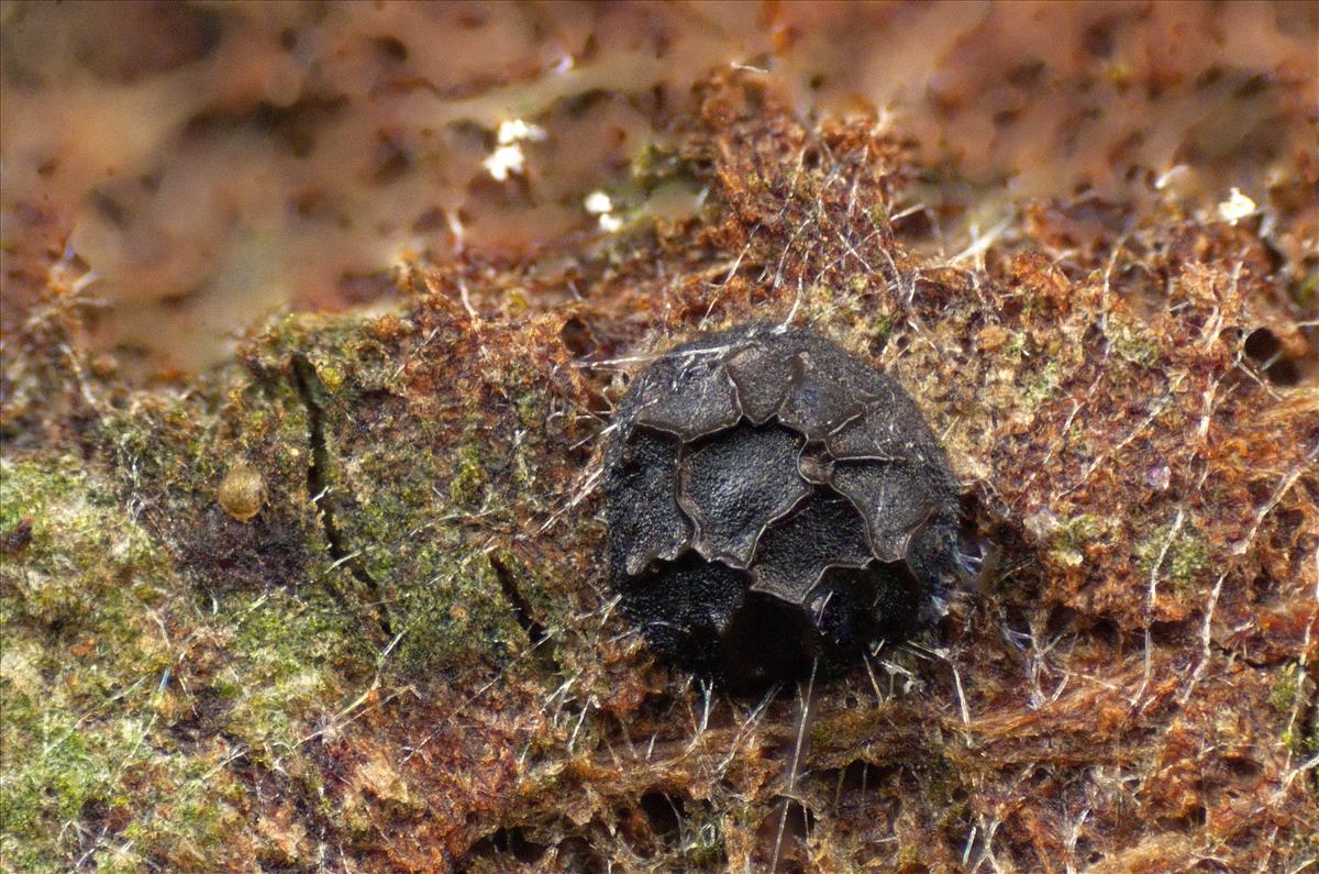 Licea pusilla (door Jan Plaisier)