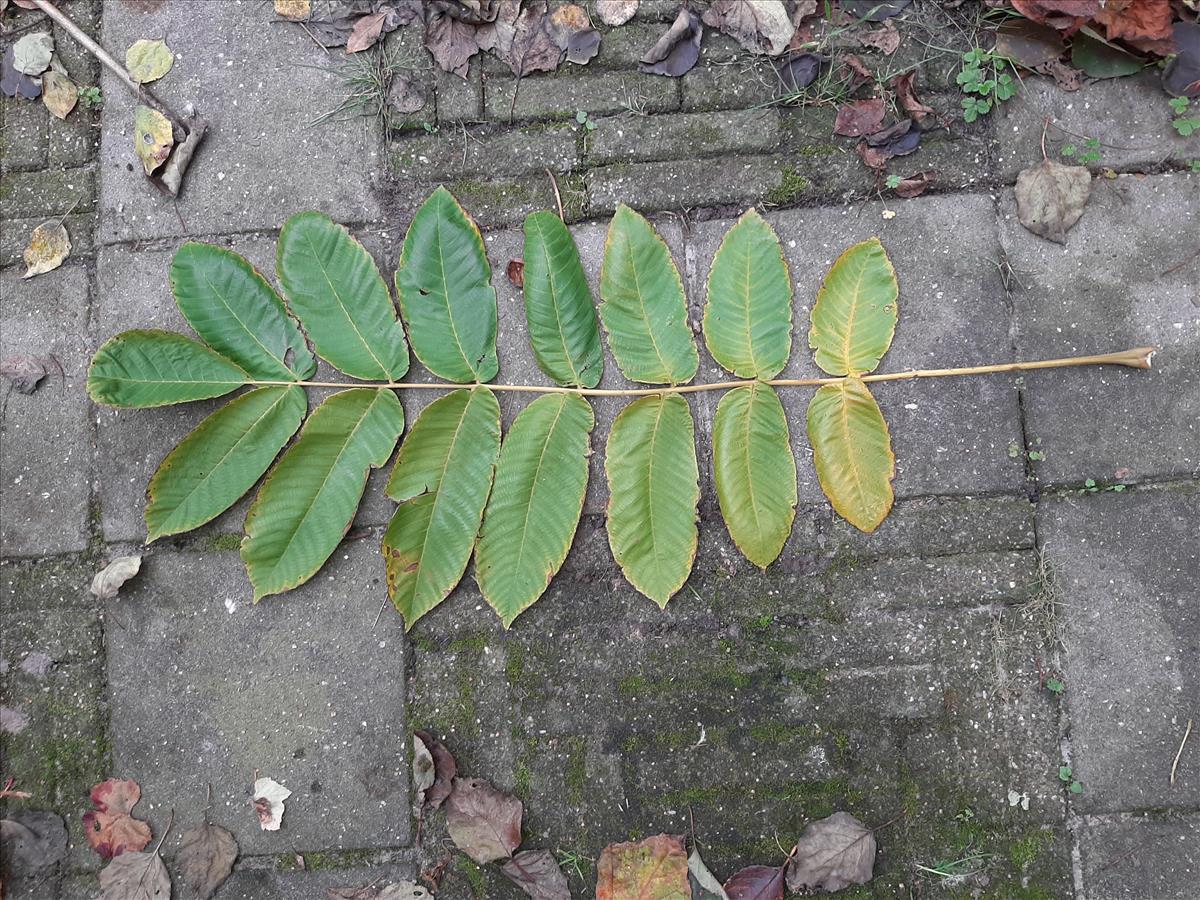 Juglans mandshurica var. sachalinensis (door Ruud Beringen)