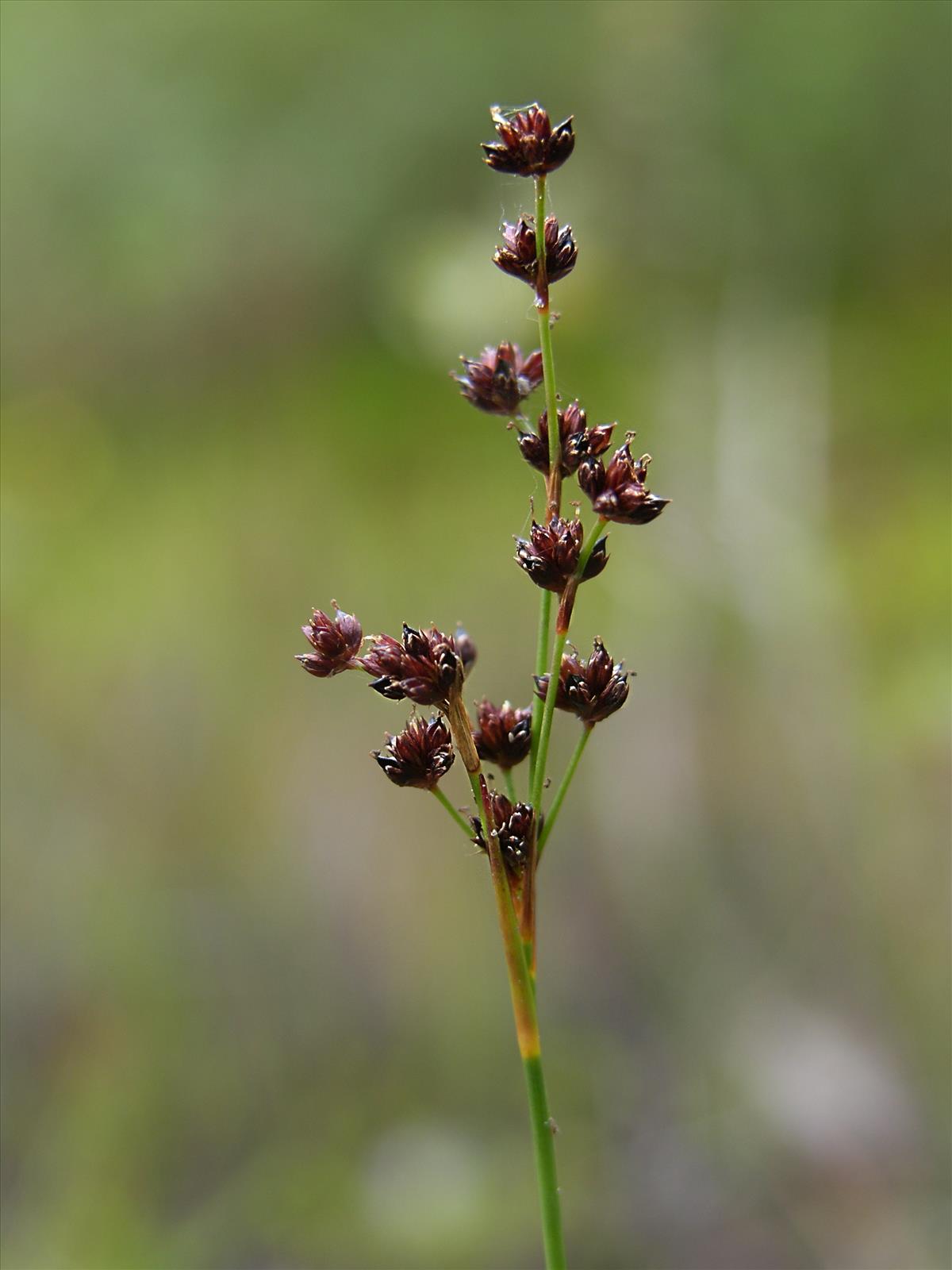 Juncus alpinoarticulatus (door Otto Zijlstra)