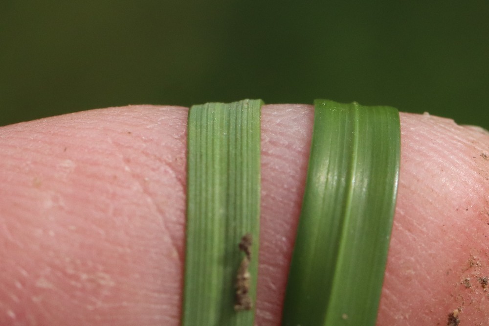 Cynosurus cristatus (door Jaap Oosterom)