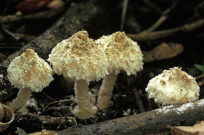 Cystolepiota pulverulenta (door Henk Huijser)