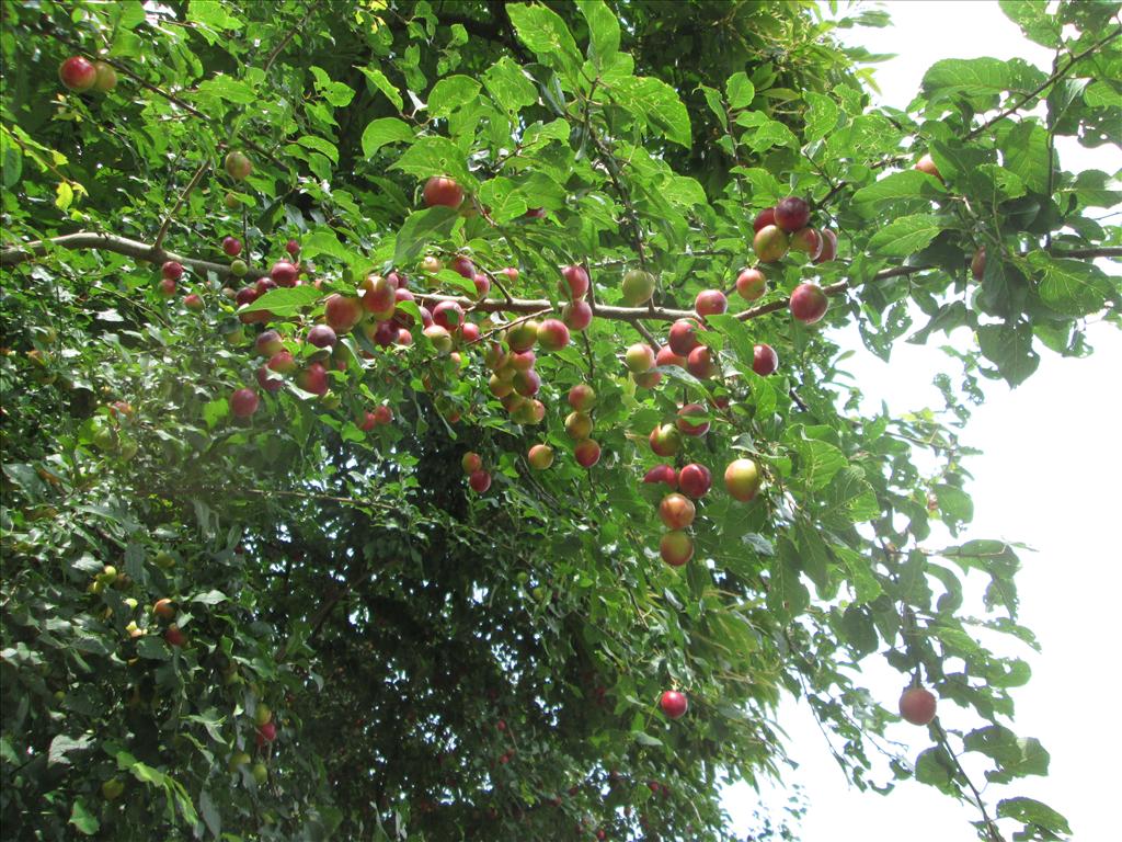 Prunus cerasifera (door Toon Verrijdt)