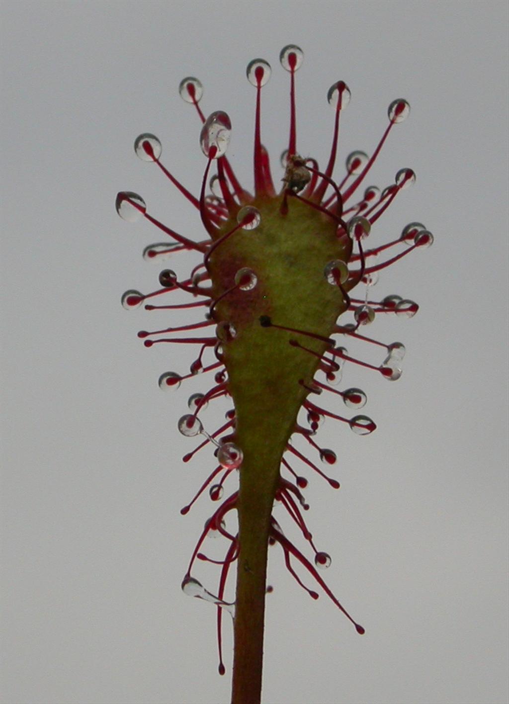 Drosera intermedia (door Peter Meininger)