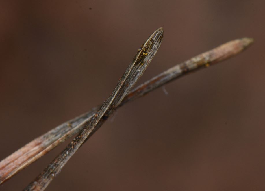 Phialea fumosella (door Geert & Margot Vullings)