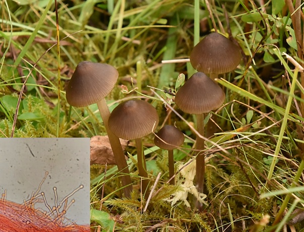 Entoloma cuspidiferum (door Ronald Morsink)