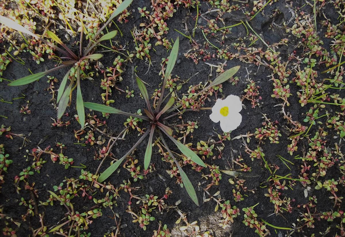 Baldellia ranunculoides subsp. repens (door Tim van de Vondervoort)