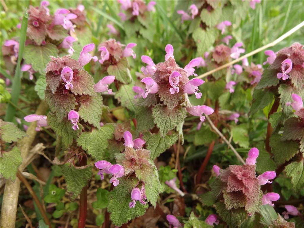 Lamium purpureum (door Jakob Hanenburg)