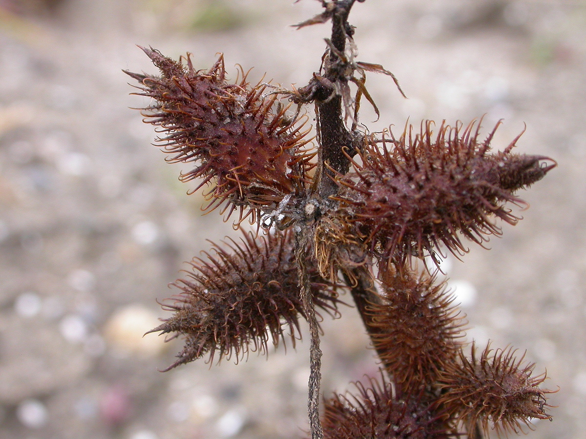 Xanthium orientale/strumarium (door Peter Meininger)