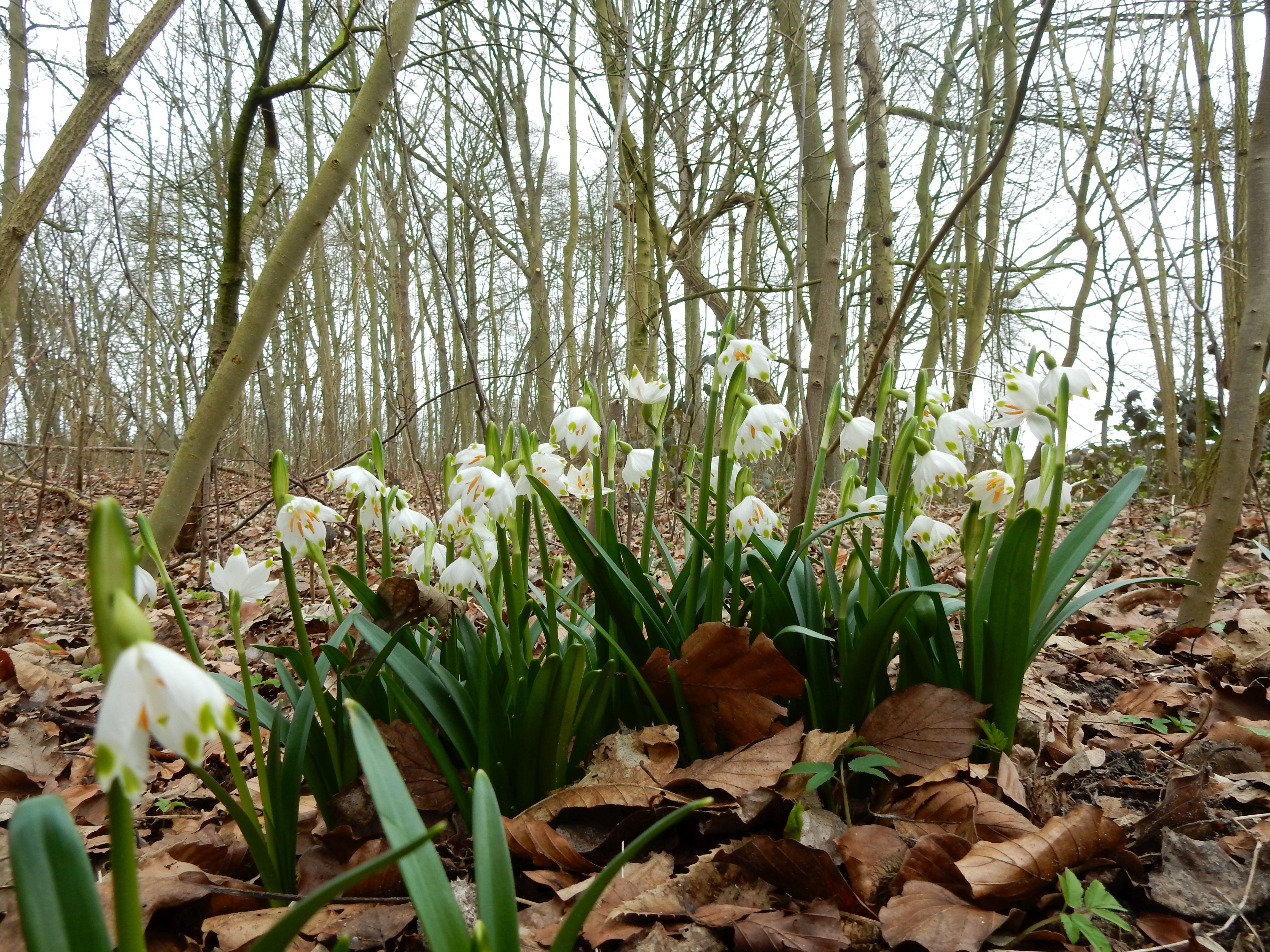 Leucojum vernum (door Peter Meininger)