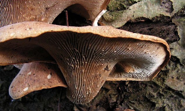 Neolentinus schaefferi (door Cees Veenema)