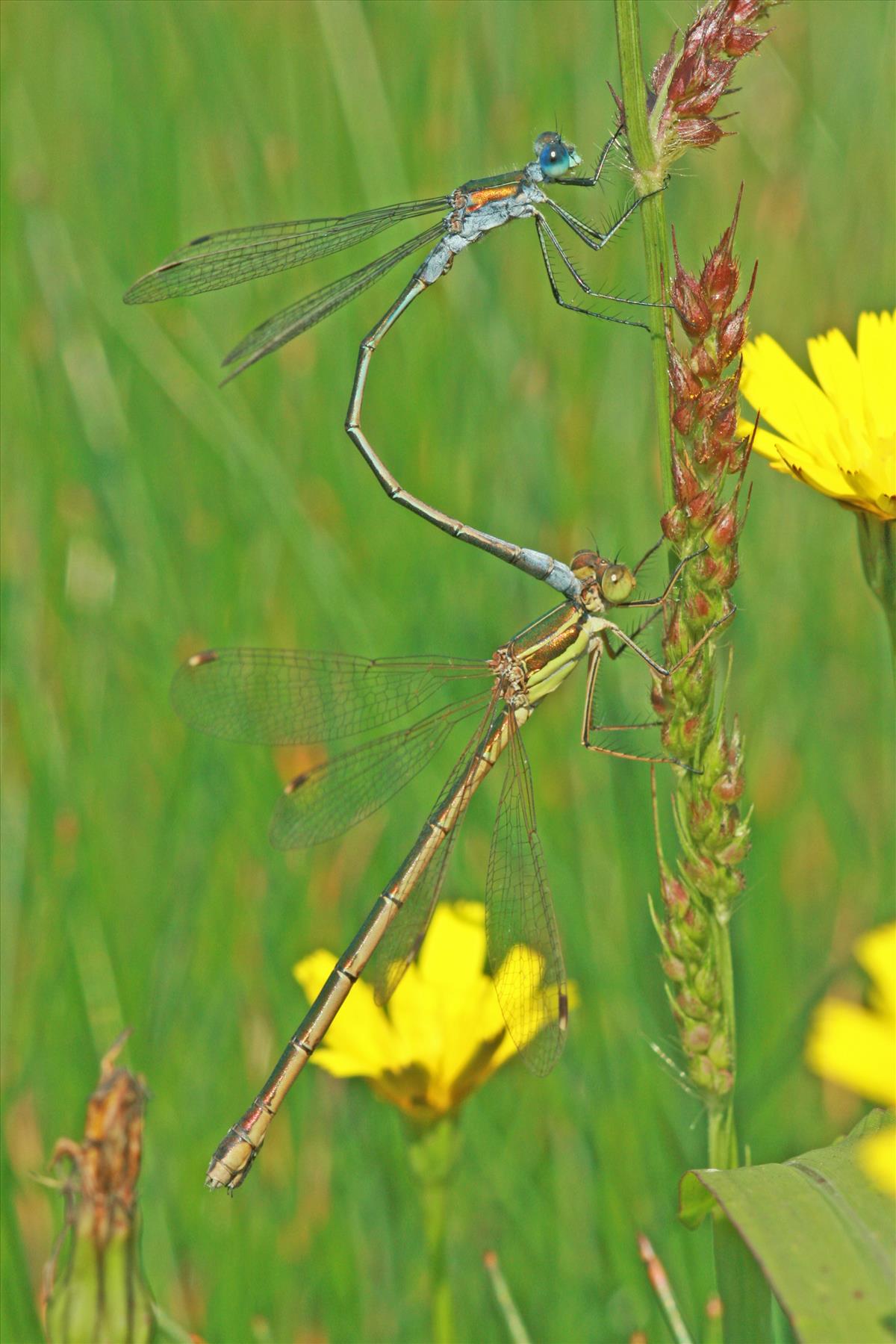 Lestes barbarus (door Jan Kersten)