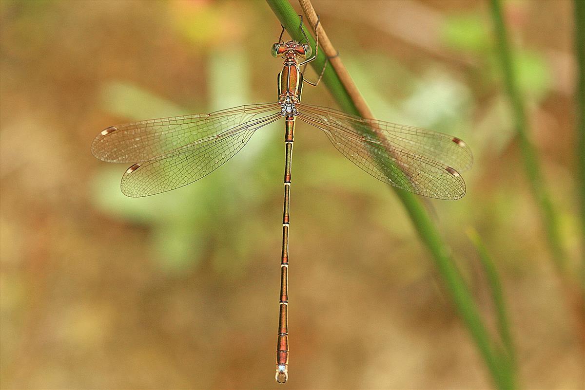 Lestes barbarus (door Jan Kersten)