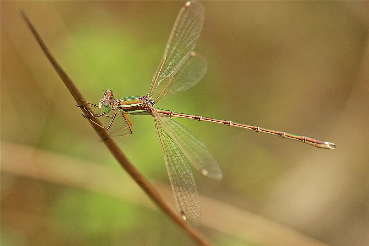 Lestes barbarus (door Jan Kersten)