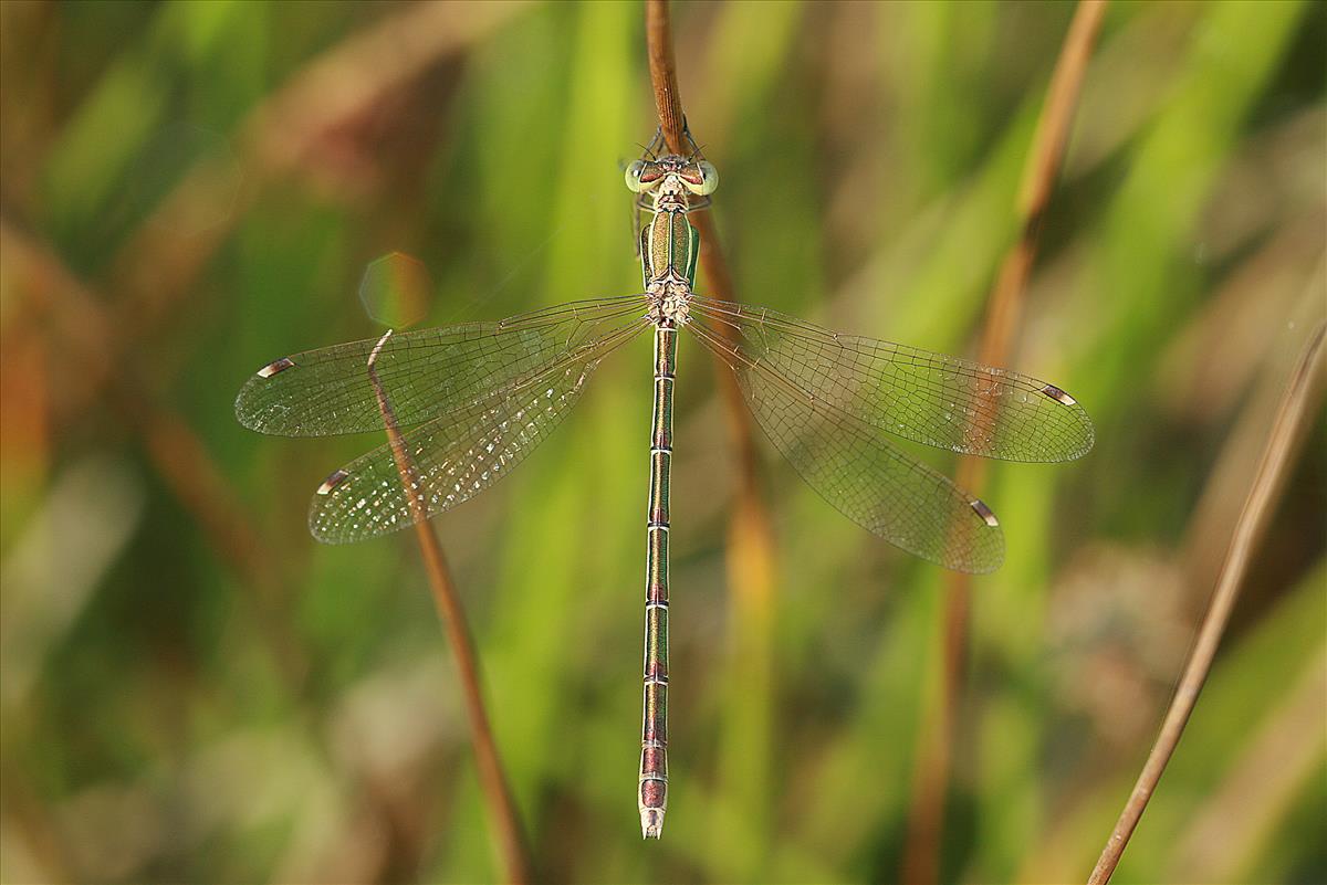 Lestes barbarus (door Jan Kersten)