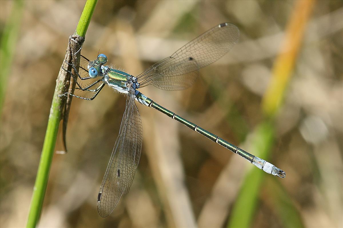 Lestes dryas (door Jan Kersten)