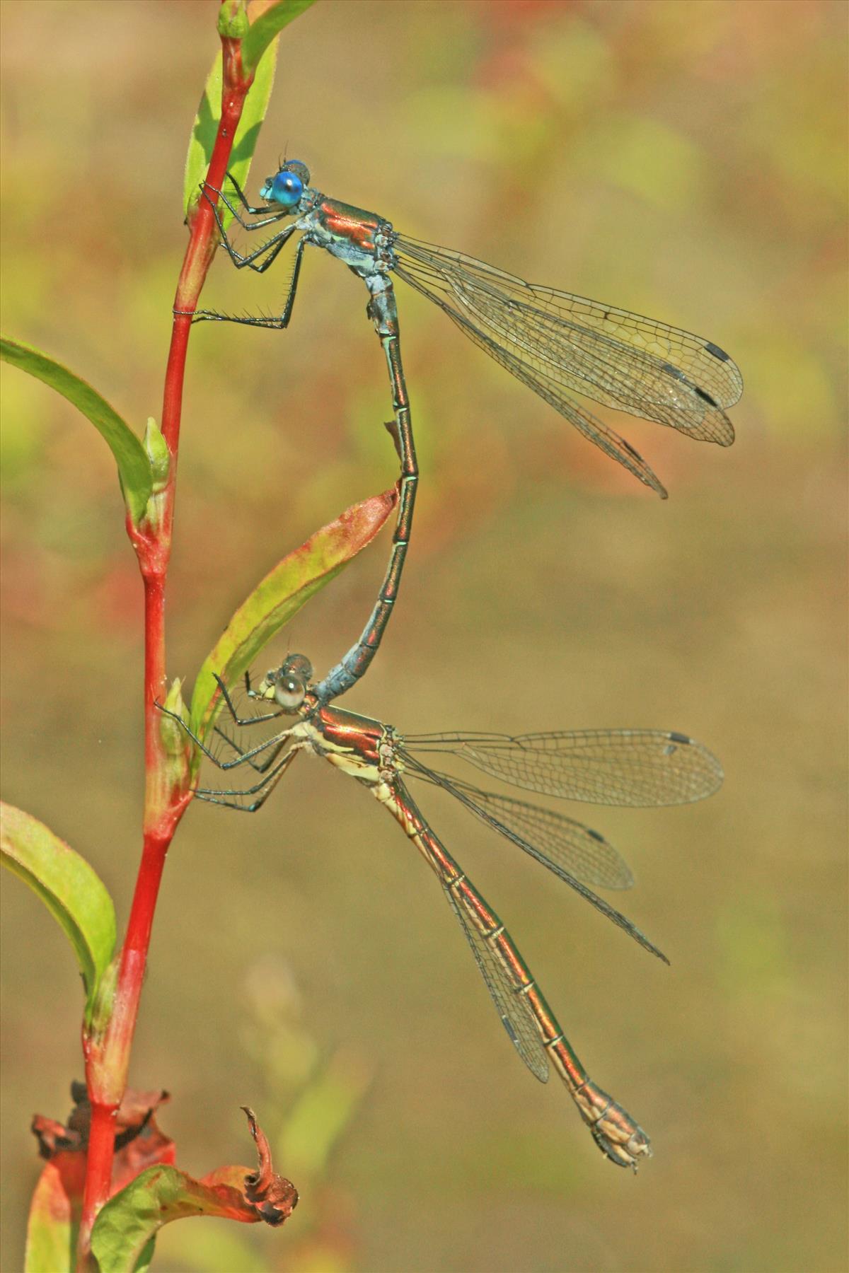 Lestes dryas (door Jan Kersten)