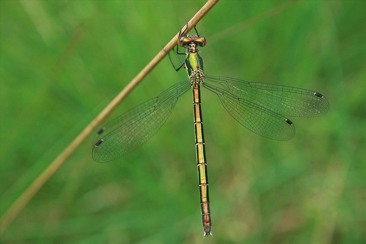 Lestes dryas (door Jan Kersten)