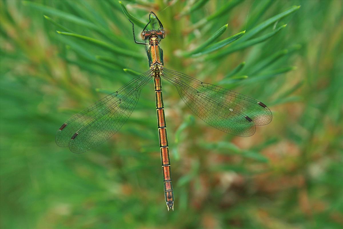 Lestes dryas (door Jan Kersten)