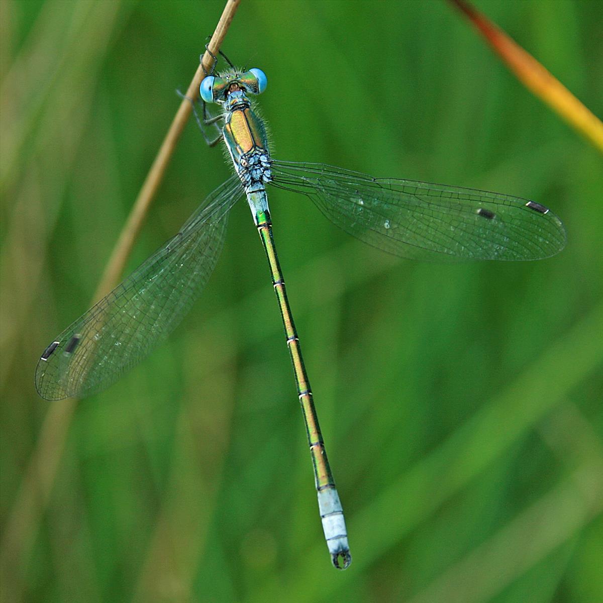 Lestes dryas (door Jan Kersten)