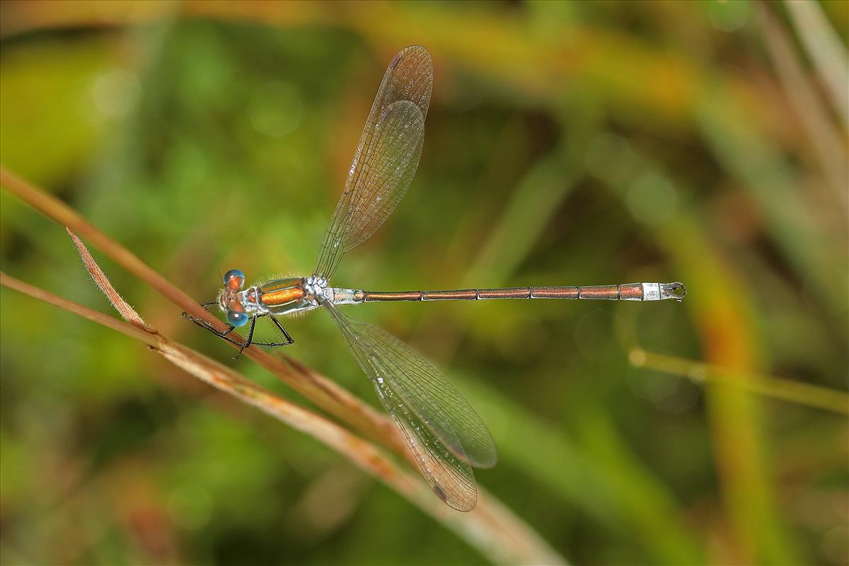 Lestes sponsa (door Jan Kersten)