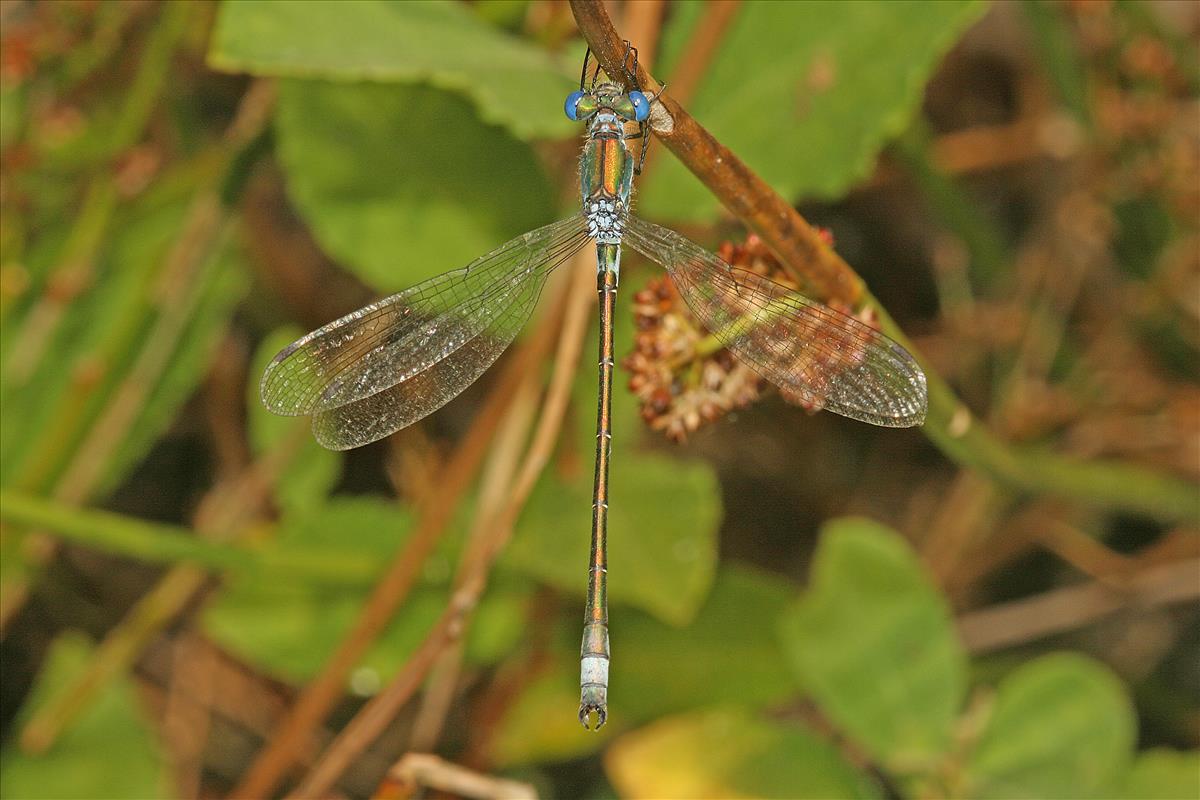 Lestes sponsa (door Jan Kersten)