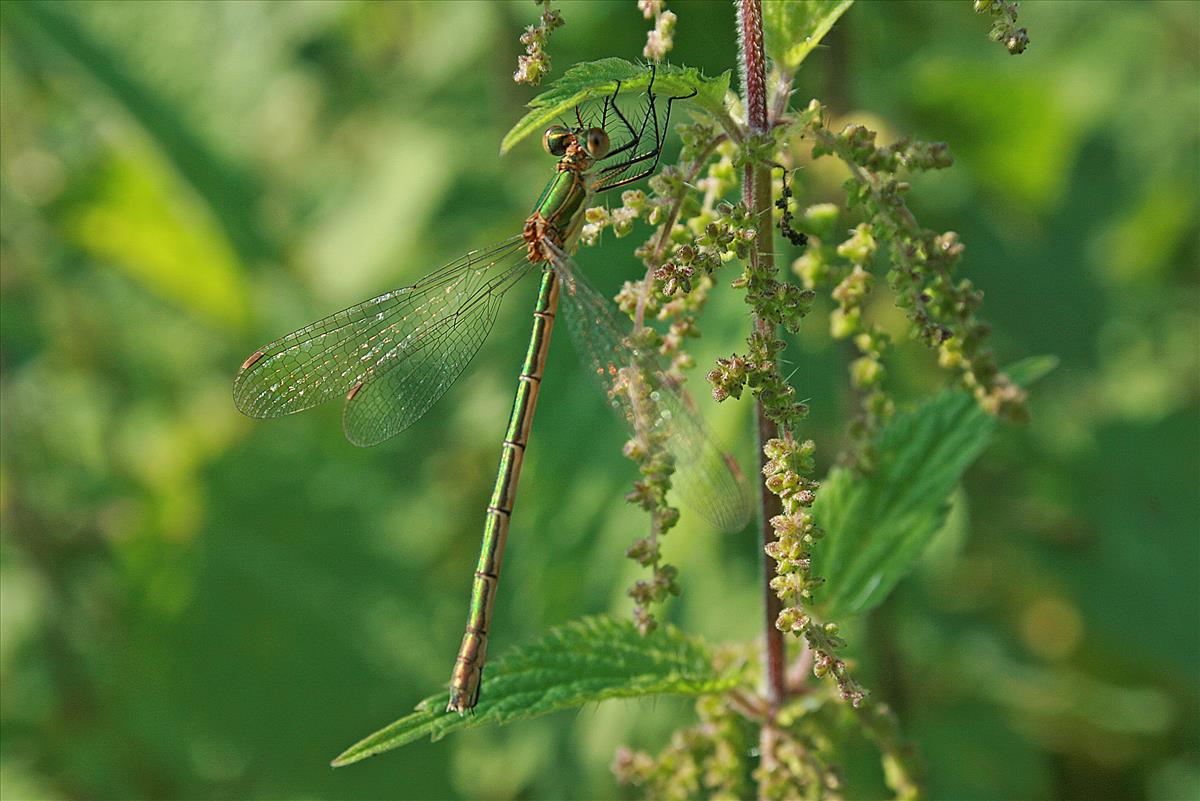 Lestes sponsa (door Jan Kersten)