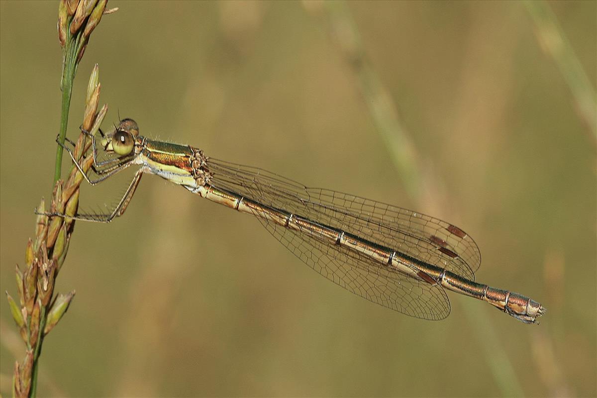 Lestes virens (door Jan Kersten)