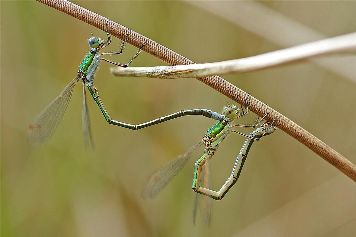 Lestes virens (door Jan Kersten)